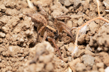 Wolf spider, Hogna himalayensis, Lycosidae, Satara, Maharashtra