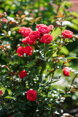 Obraz premium English rose in the botanical garden