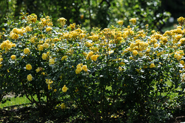 Floribunda rose in the botanical garden. A bush of angel roses in the garden.