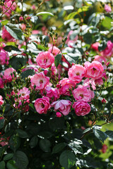 Obraz na płótnie Canvas Floribunda rose in the botanical garden. A bush of angel roses in the garden.