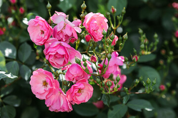 A bush of angel roses in the garden. Floribunda rose in the botanical garden.