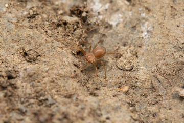 Violin spider, Loxoceles reclusa, Scariidae, Satara, Maharashtra
