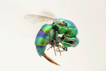 Cuckoo wasp, Chrysidea falsa, Satara, Maharashtra