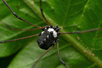 Black Harvestman spider, Hadrobunus rotundum, Satara, Maharashtra