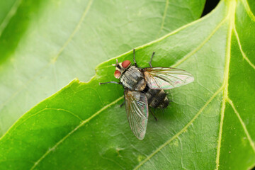 Hairy Stomach Fly, Carcelia bombylans, Satara, Maharashtra