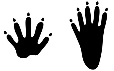 Waschbärspur Pfoten Abdruck Vektorgrafik Wildtier Waschbär