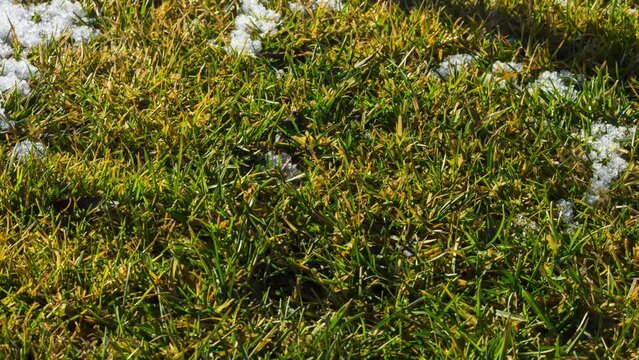 Snow melts on green grass. The coming of spring . Timelapse video