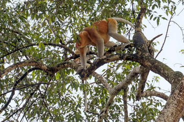 Affen im Baum - Dschungel von Borneo