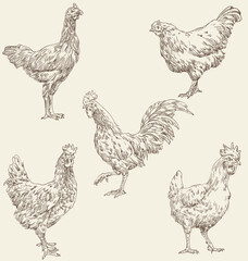 hand draw chicken collection vector illustration