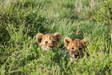 lion cubs on the savannah