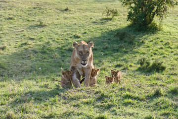 mother lion with cubs