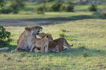 mother lion with cubs