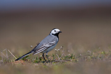 little bird on the grass, White Wagtail, Motacilla alba