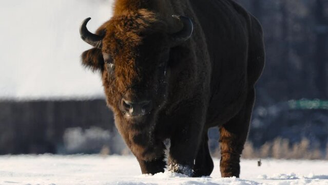 European bison stands near the houses in the village in the field in winter, Belarus