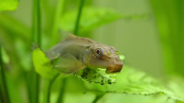 Chinese Algae Eater (Gyrinocheilus aymonieri) in fish tank
