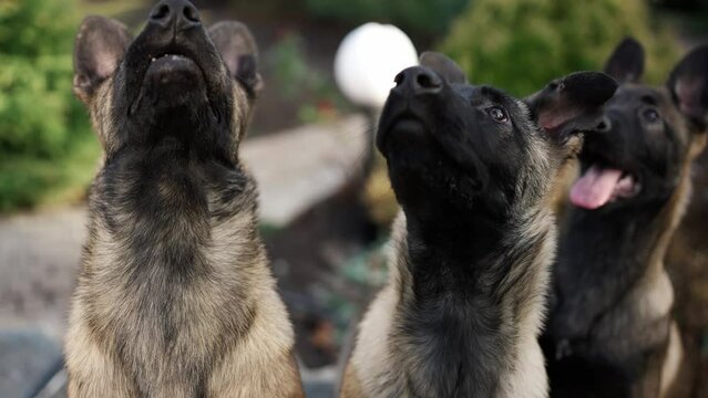 Portrait of mixed breed German Shepherd dogs outdoors
