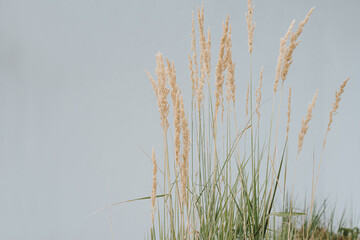 Elegant thin dry grass stems. Beautiful background with neutral colours. Minimal, stylish, trendy concept with copy space. Aesthetic Parisian vibes