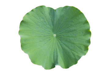 Naklejka na ściany i meble Green leaf of lotus flower
