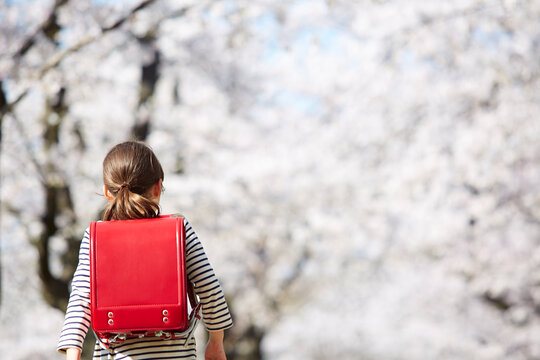 桜並木の道を歩く小学生の女の子の後ろ姿