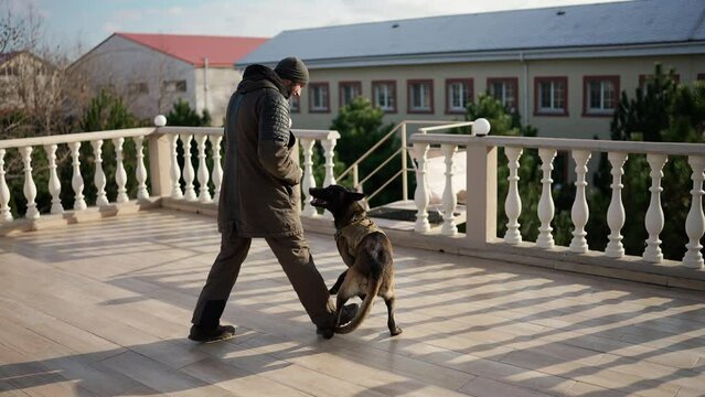 Professional male trainer practicing with animal