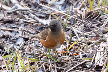 平地から山地にかけての森林に生息する野鳥アカハラ