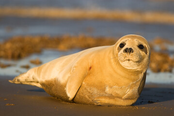 Grey seal (Halichoerus grypus) in Donna Nook