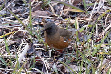 平地から山地にかけての森林に生息する野鳥アカハラ