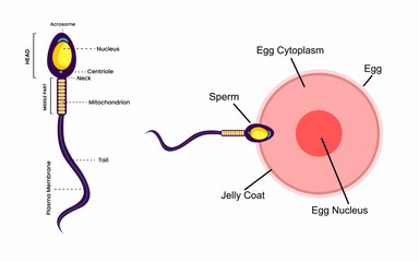 Human sexual reproductive system, Woman egg and man sperm anatomy structure with naming, - obrazy, fototapety, plakaty