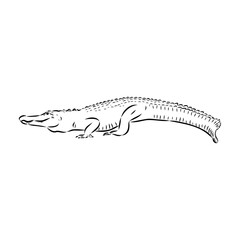 Hand-drawn pencil graphics, crocodile, alligator, croc. Engraving, stencil style. Black and white logo, sign, emblem, symbol. Stamp, seal. Simple illustration. Sketch.