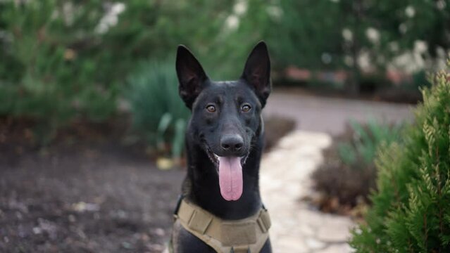 Cute black service dog german shepherd in service collar in the park