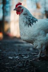chicken in the woods