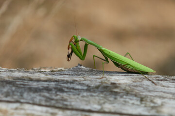 	
Europäische Gottesanbeterin (Mantis religiosa) mit erbeuteter Blauflügeliger Ödlandschrecke	
