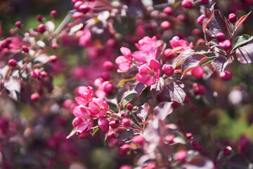 Nature. A blooming branch of a pink apple tree. Bright spring flowers. Trees in flowers. Close-up image of spring blooming, bright pink flowers. High quality photo