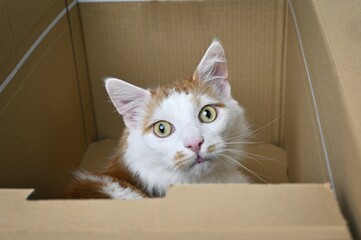 Cute Cat looks anxiously out of Cardboard Box.