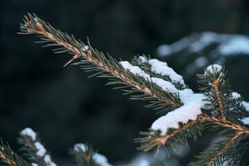 Naklejka na ściany i meble Spruce branches are covered with snow, winter is in forest.