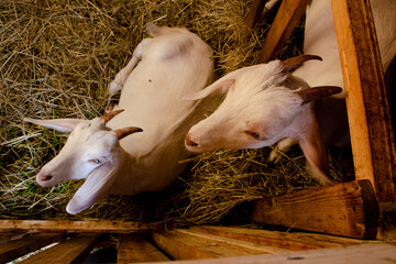 Portrait of a white goat with horns. Pet in paddock, farming concept