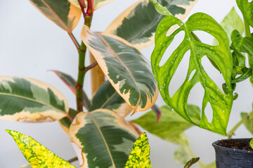Monstera adansonii , ficus and other tropical plants