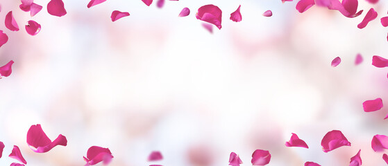 Wedding background with floating pink rose petals on transparent background. Concept for banner and...