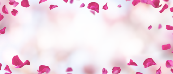 Wedding background with floating pink rose petals on transparent background. Concept for banner and love letters on he 14th of february and mother's day. PNG image