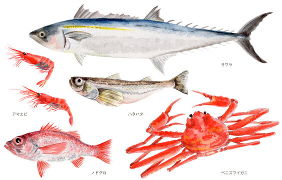 鳥取県四季の県魚（秋）手描き水彩画