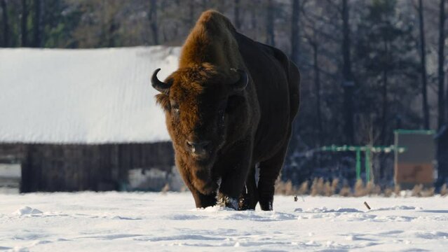 European bison stands near the houses in the village in the field in winter, Belarus