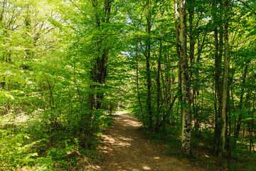 Fototapeta na wymiar forest path green large trees thicket