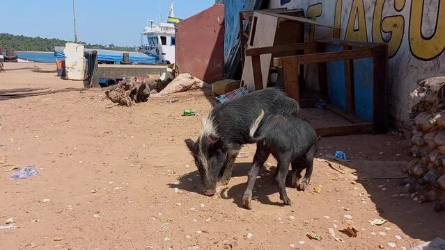 Two black pigs forage for food in the streets, raised in freedom, in the port of Bubaque island