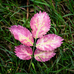 Five leaves on a broken branch of the Rubus longithyrsiger