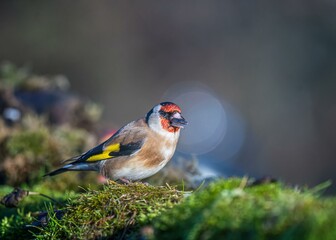 European goldfinch
