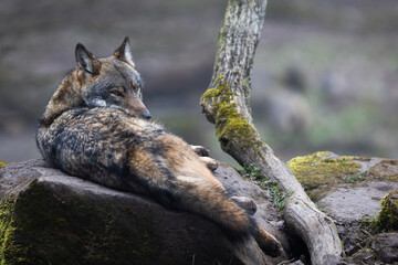 A grey wolf resting in the forest