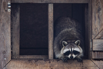 Portrait of a raccoon in the nature