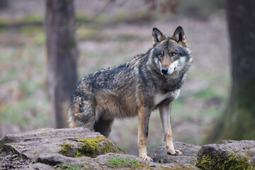 Naklejka na ściany i meble A grey wolf resting in the forest
