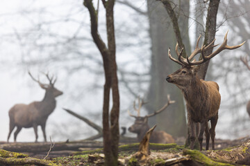 A red deer in the forest