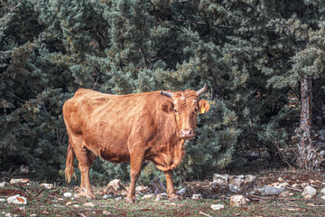 red cow grazing on a mountain pasture